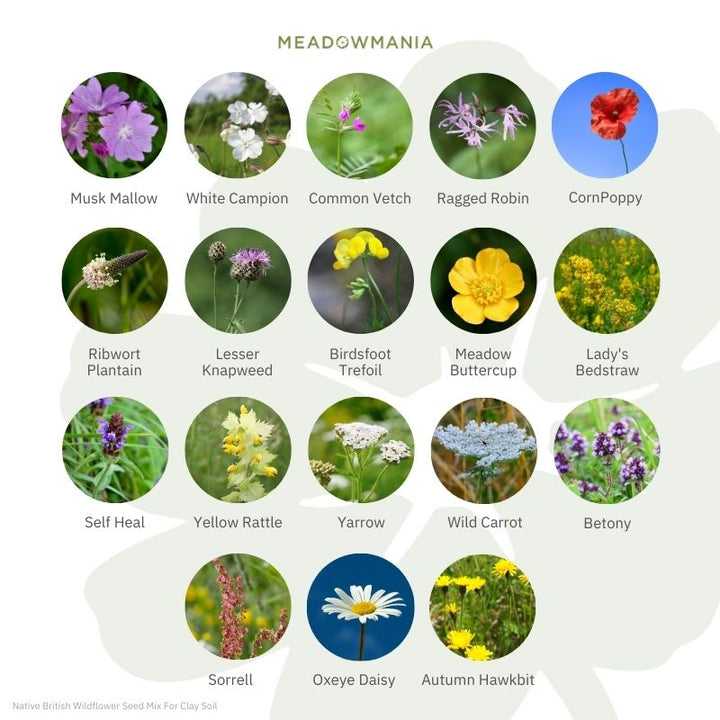 Native British Wildflower Seed Mix For Clay Soil