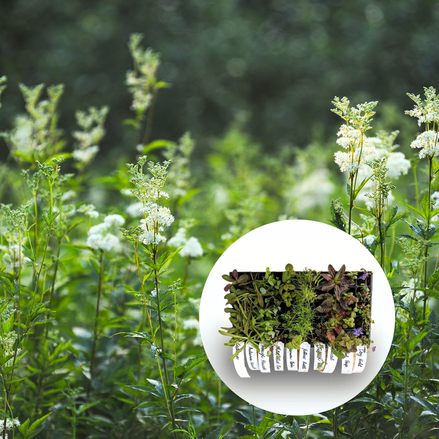 Meadowsweet wildflowers with tray of plug plants