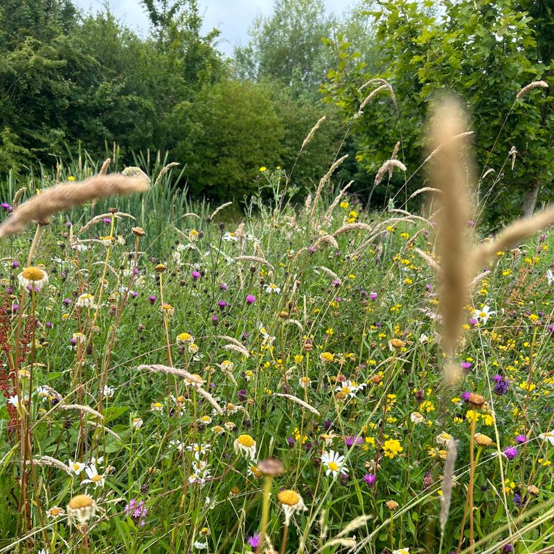 British Native Meadow Wildflower Seed Mix For Wetland Soil