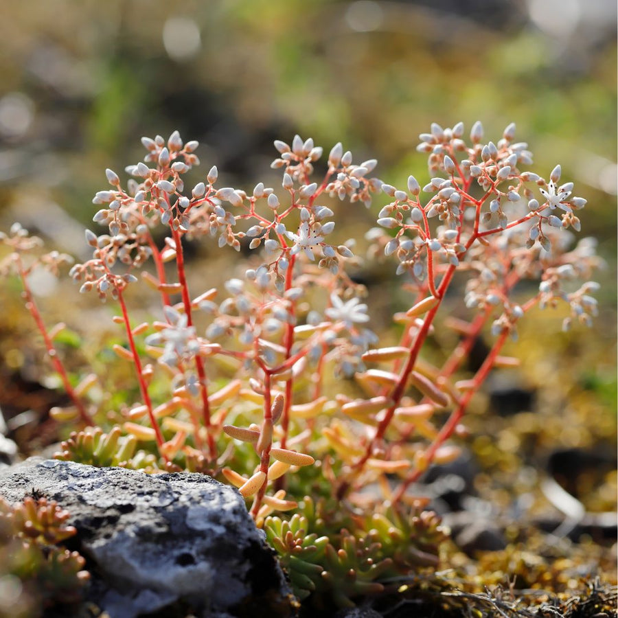 Small white-flowering sedum plant with red stems on a blurred natural background