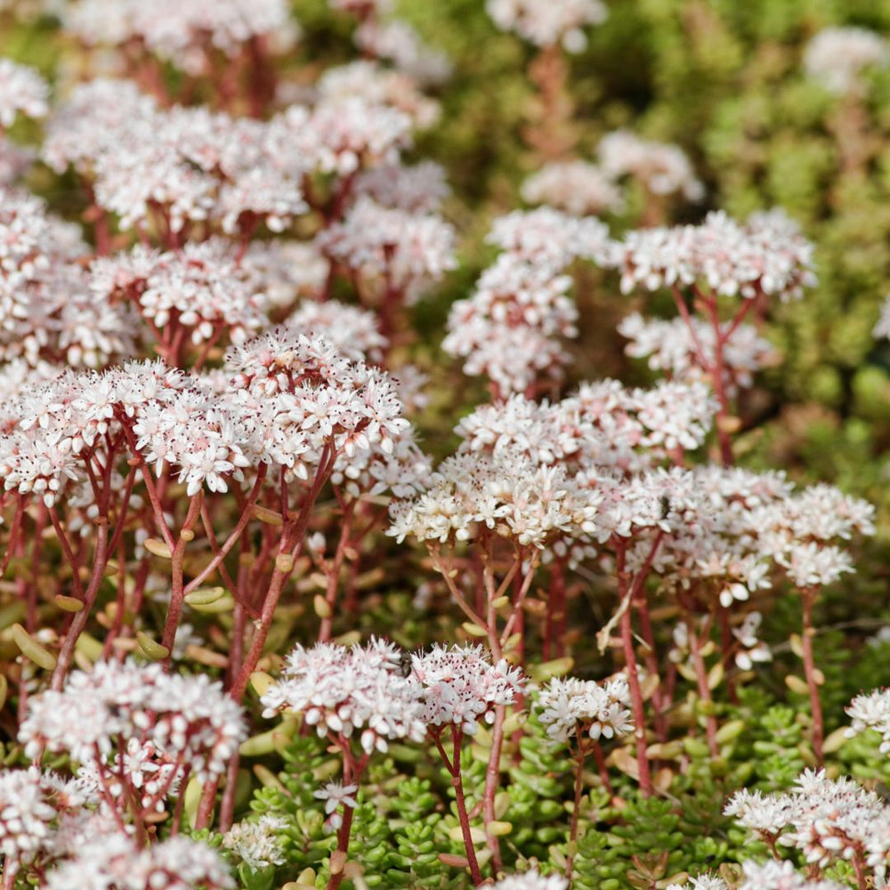 Close-up of white stonecrop flowers with green foliage in the background