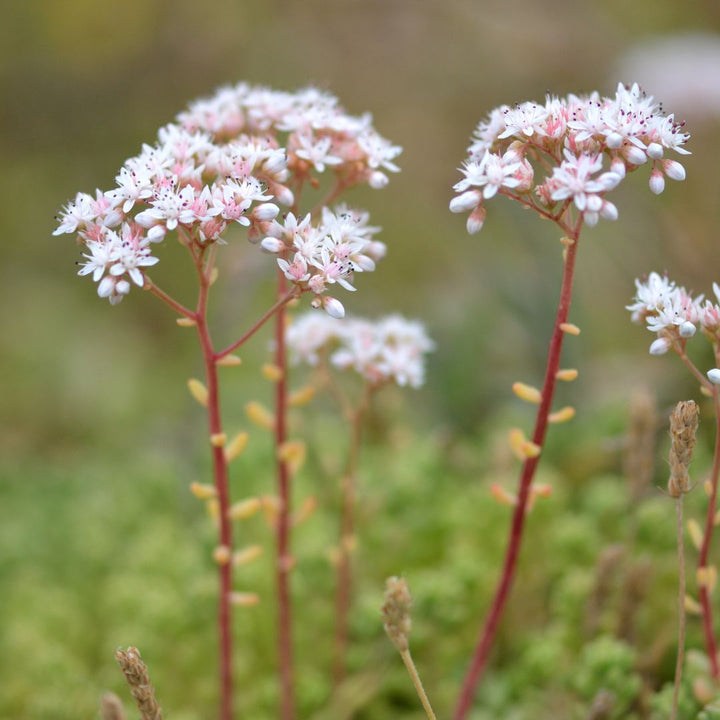 Small white stonecrop flowers with red stems on a blurred green background