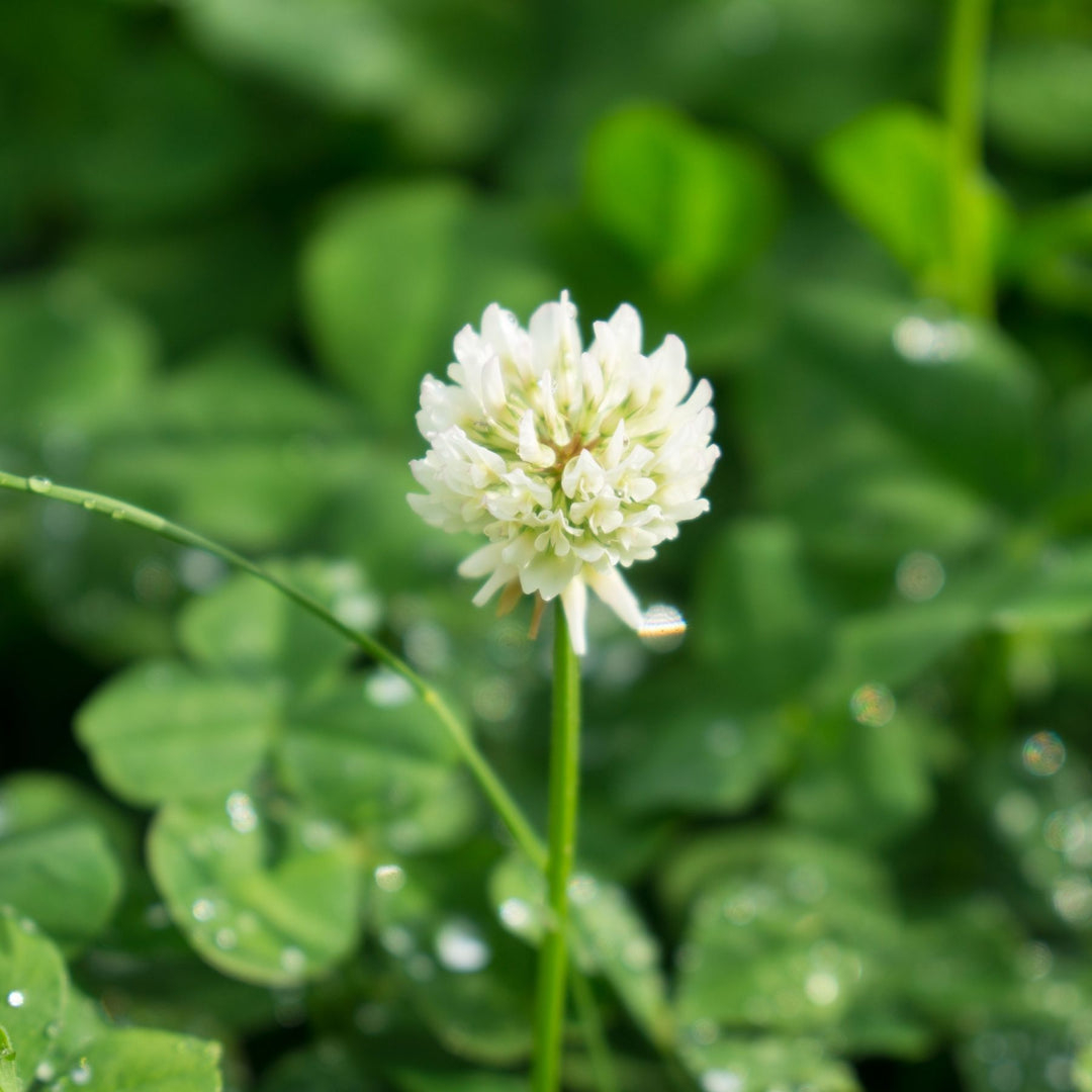 Micro White Clover