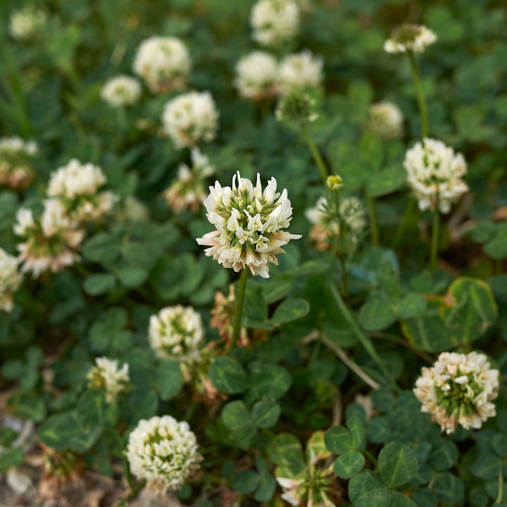 White Clover Seed