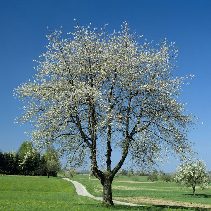 A wild cherry tree in bloom