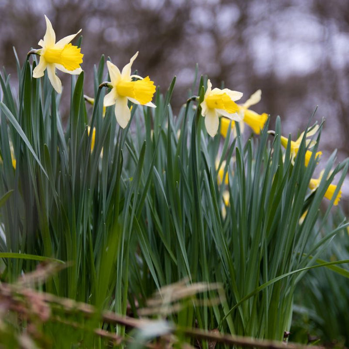 Wild Daffodil Bulbs | Narcissus pseudonarcissus