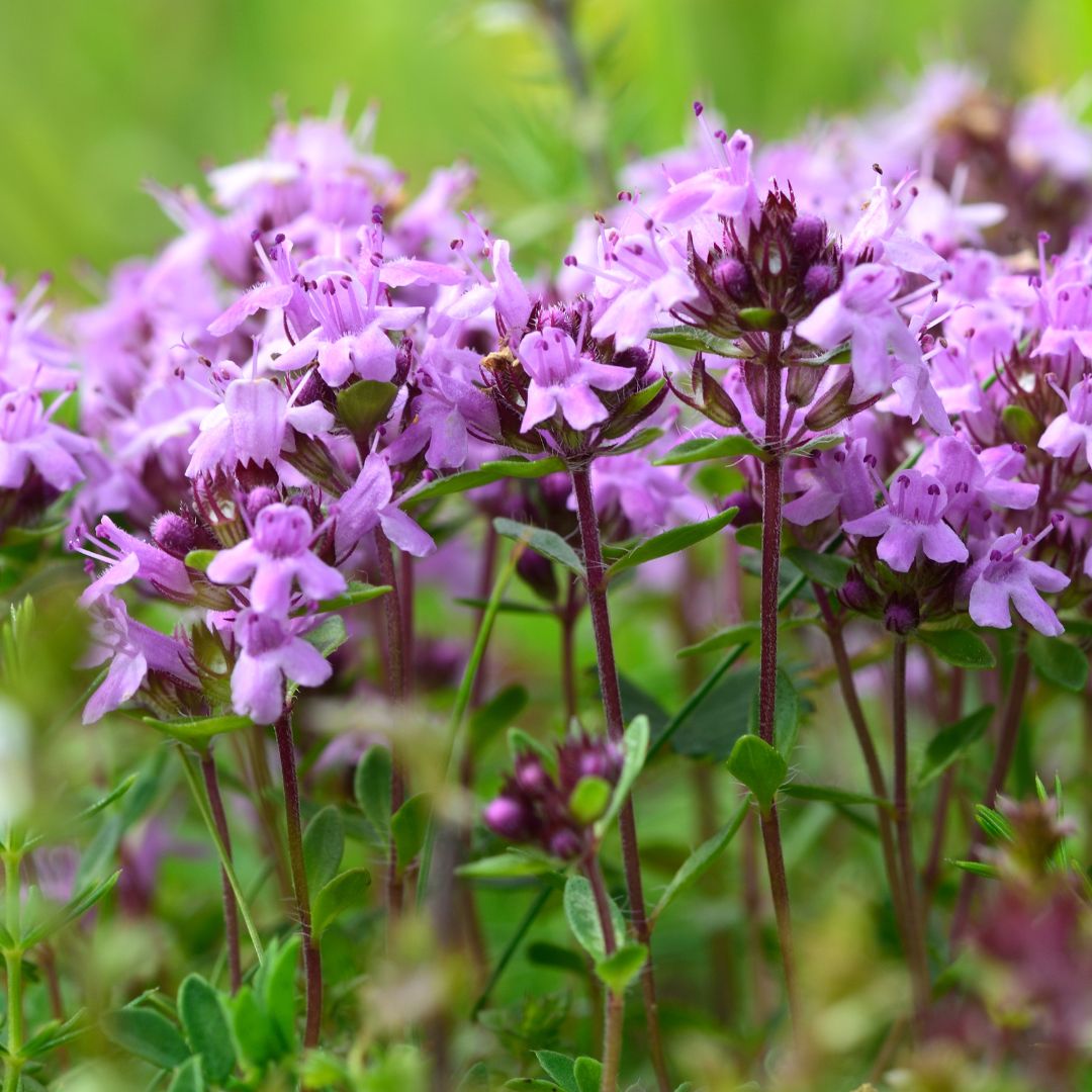 Wild Thyme Plug Plants | Thymus polytrichus