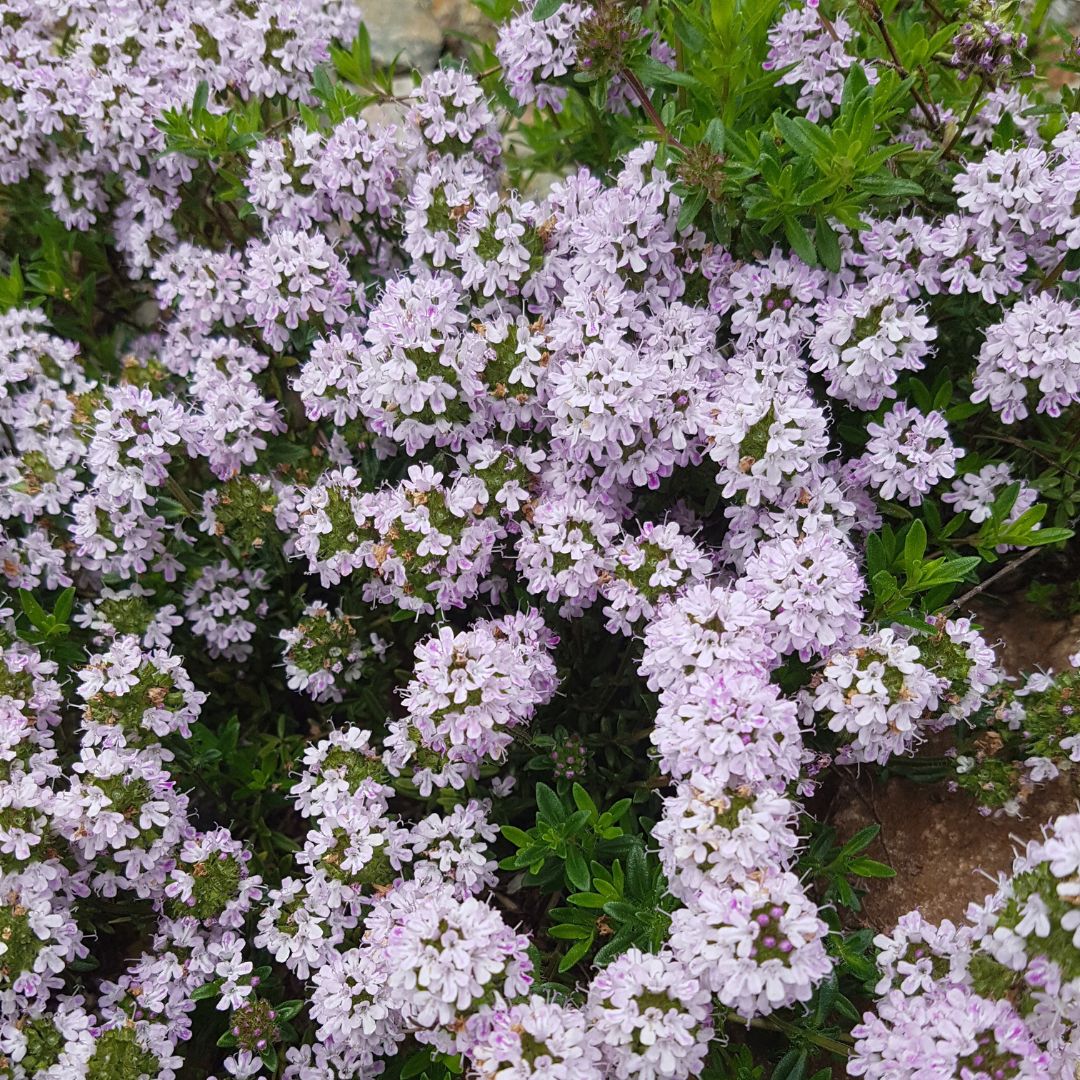 Wild Thyme Plug Plants | Thymus polytrichus