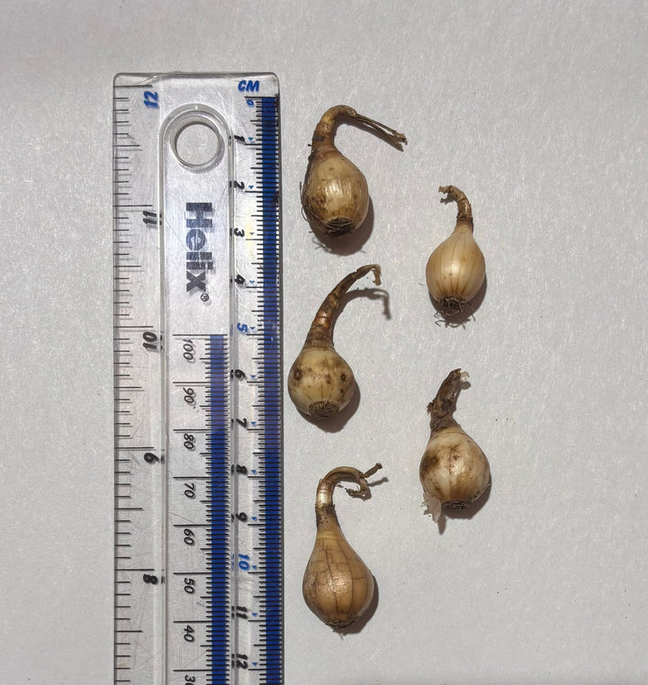 Five wild daffodil bulbs presented next to a ruler to show their expected size