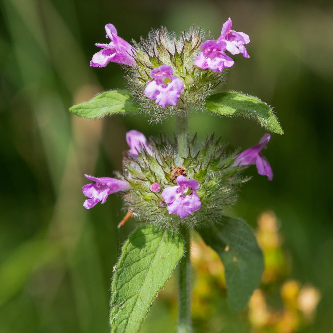 Wild Basil Plug Plants | Clinopodium vulgare