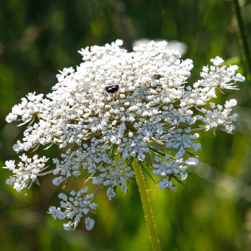 Close up of wild carrot flowers