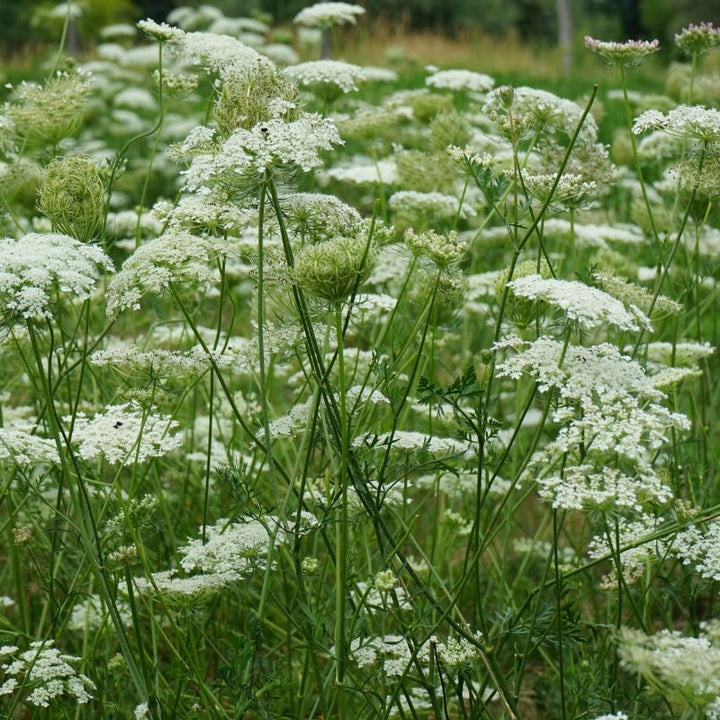 A patch of wild carrot in bloom