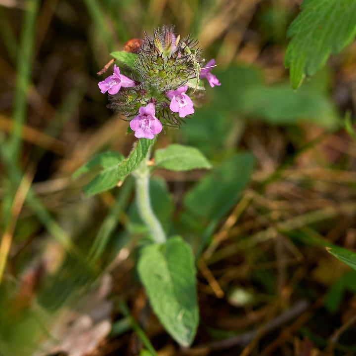 Wild Basil Plug Plants | Clinopodium vulgare