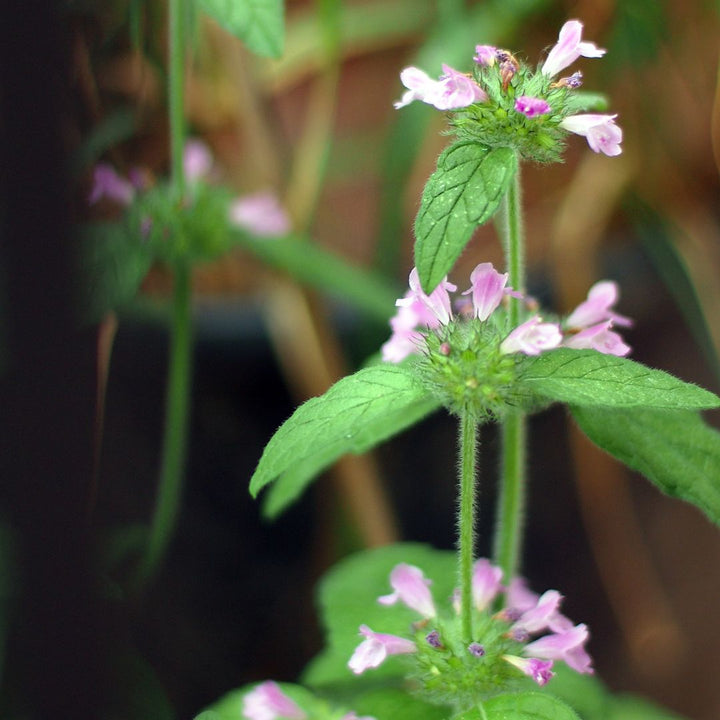 Wild Basil Plug Plants | Clinopodium vulgare