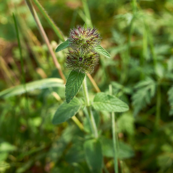 Wild Basil Plug Plants | Clinopodium vulgare
