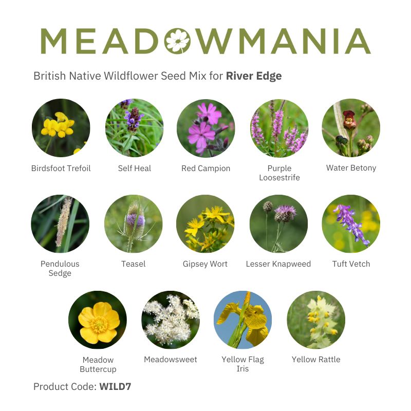 Native British Wildflower Seeds For River Edge