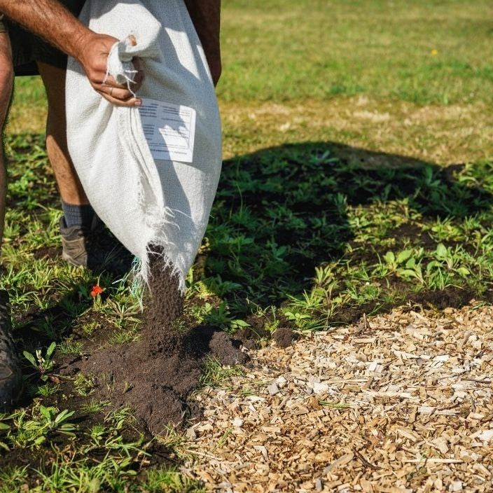 Wildflower Turf Edge & Gap Filler Mix