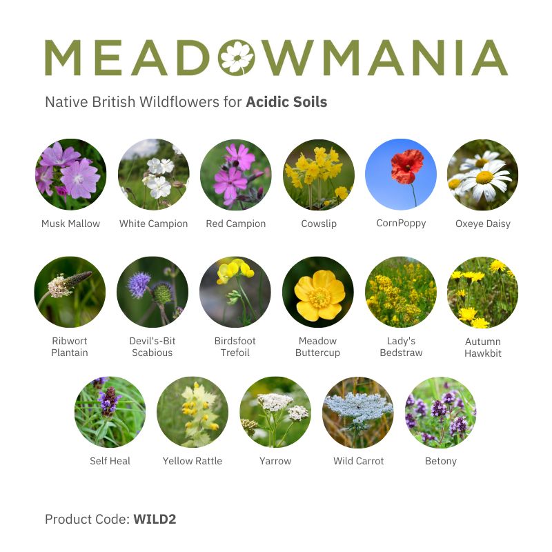 Wildflower Seed Identification