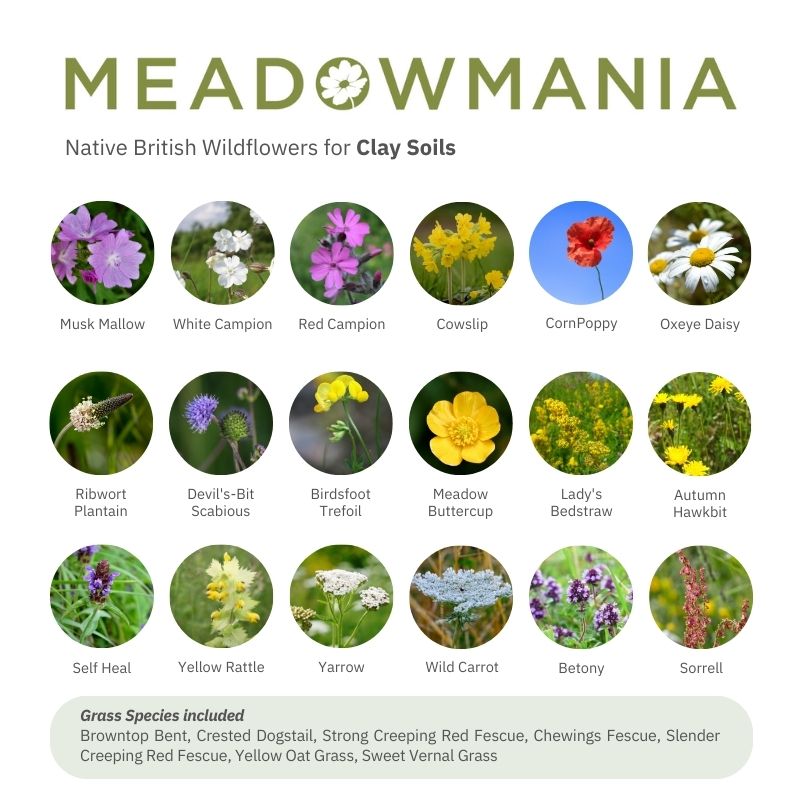 British Native Meadow Wildflower Seed Mix For Clay Soil