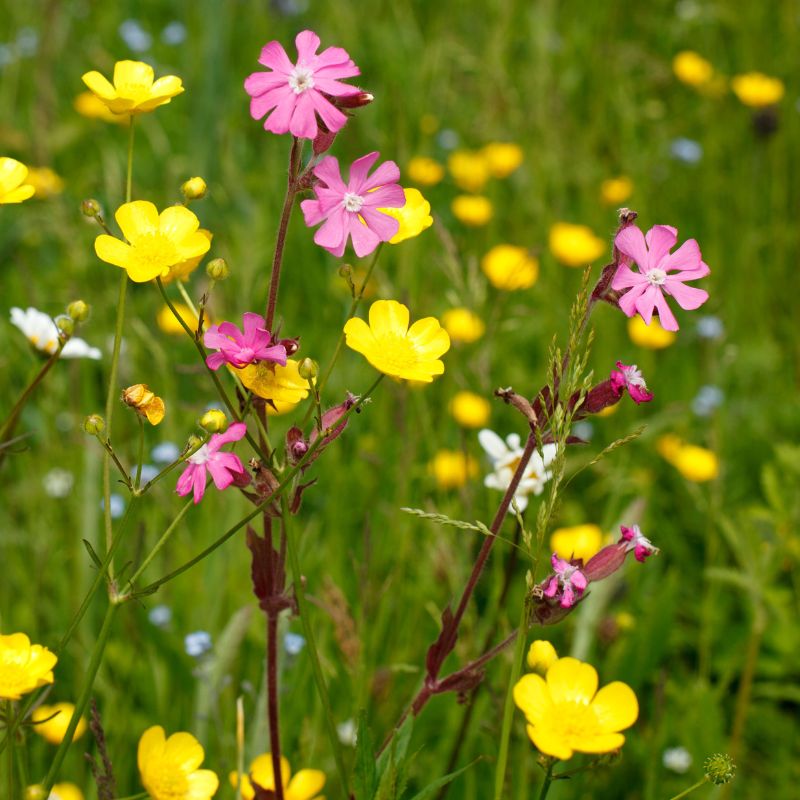 Native British Wildflower Seed Mix For Clay Soil
