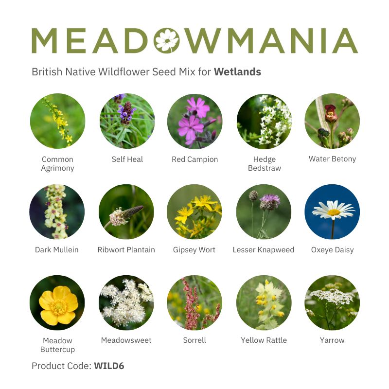 british wild flower seeds Native British Wildflower Seeds For Wetland Soil – Meadowmania UK