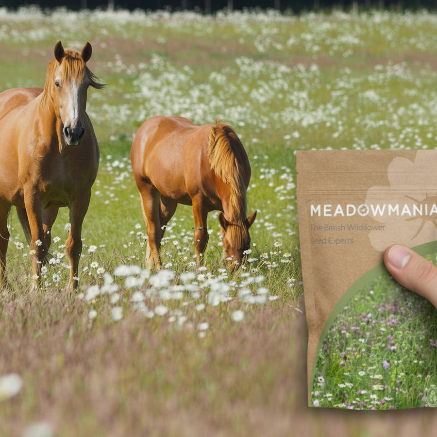 horse friendly wildflower seeds Wildflower Seed Mix for Horse Fields – Meadowmania UK