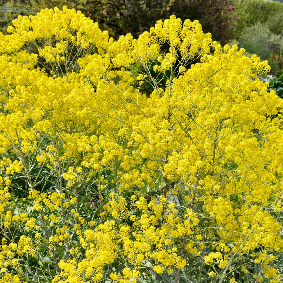 Bouquet of bright yellow Woad flowers with green leaves