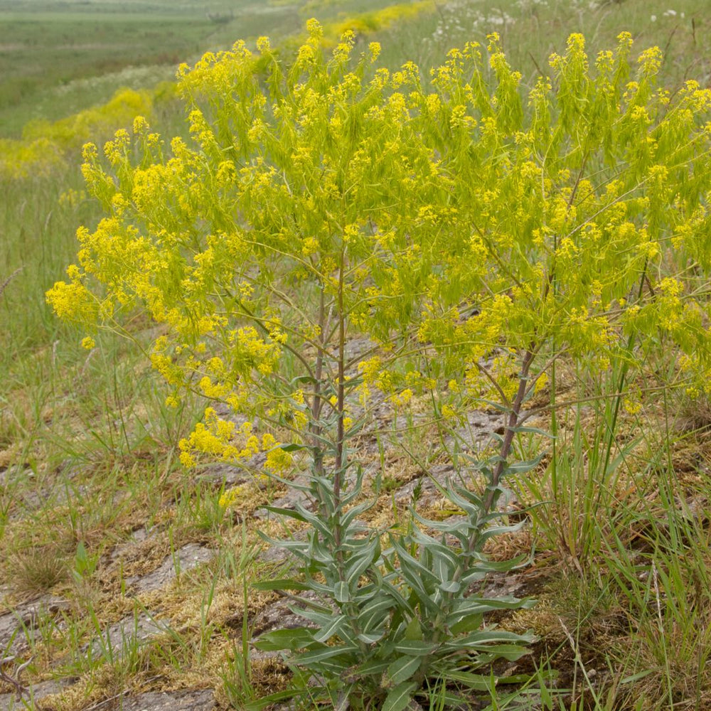 Yellow flowering Woad plant in a natural setting with green grass and rocks.