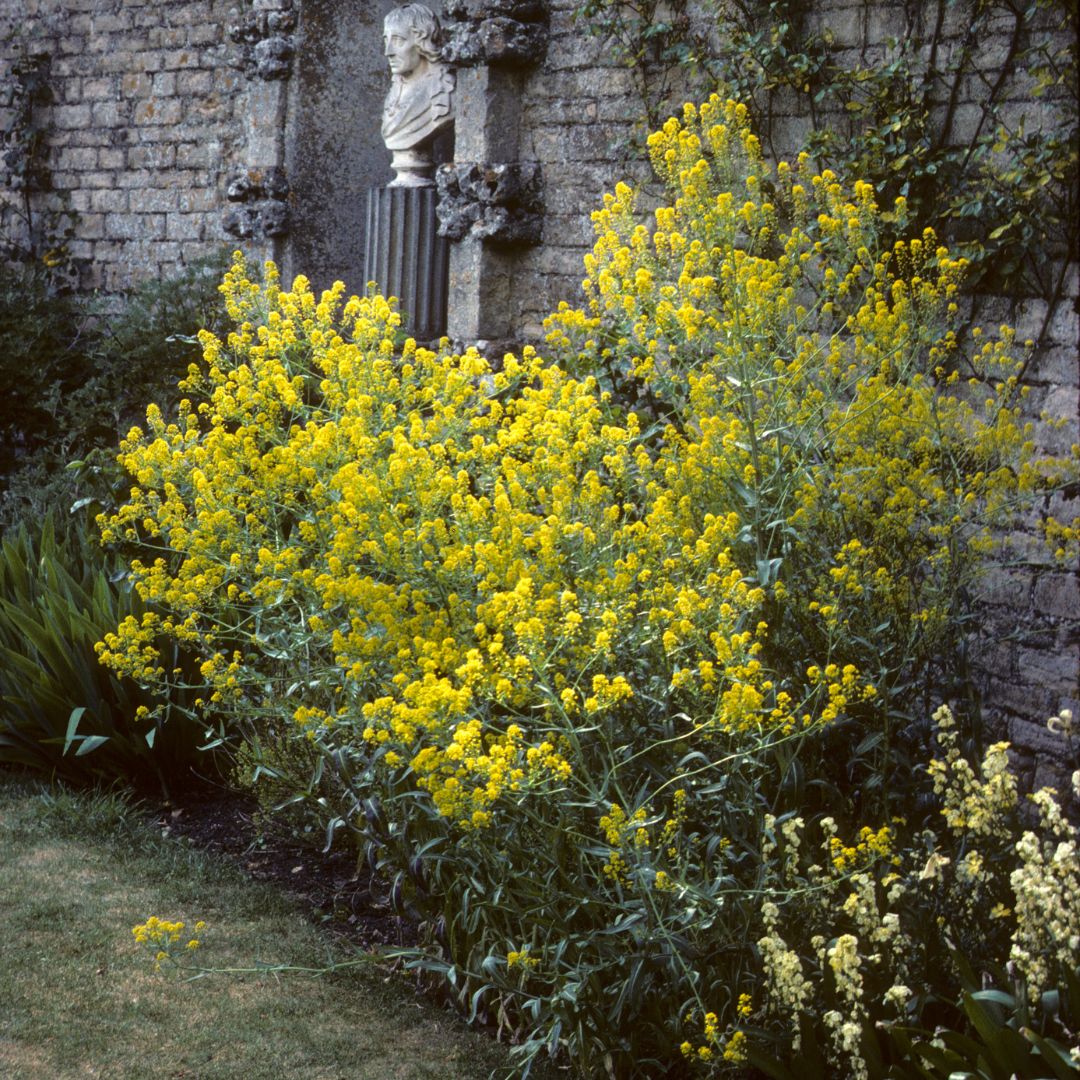Yellow flowering Woad in a garden with a stone wall and statue in the background