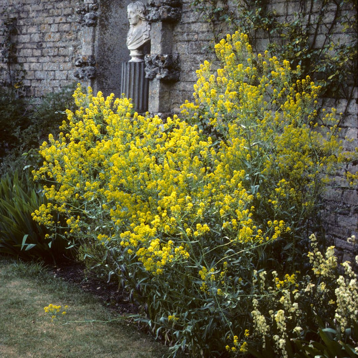Yellow flowering Woad in a garden with a stone wall and statue in the background