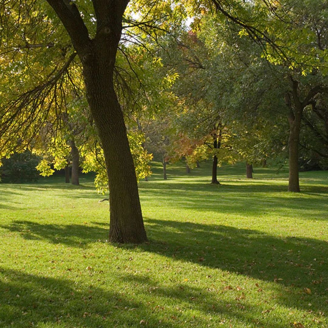 The 8 Best Native British Trees for Small Gardens: Bring Beauty and Bi ...