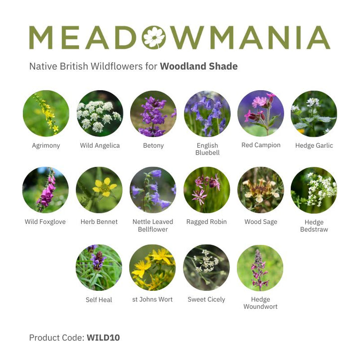 Native British Wildflower Seeds For Woodland Shade