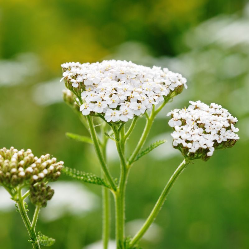 White Yarrow flowers