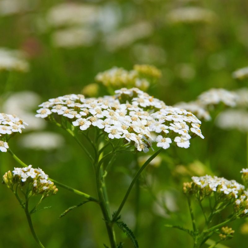 An umbrella of small white yarrow flowers
