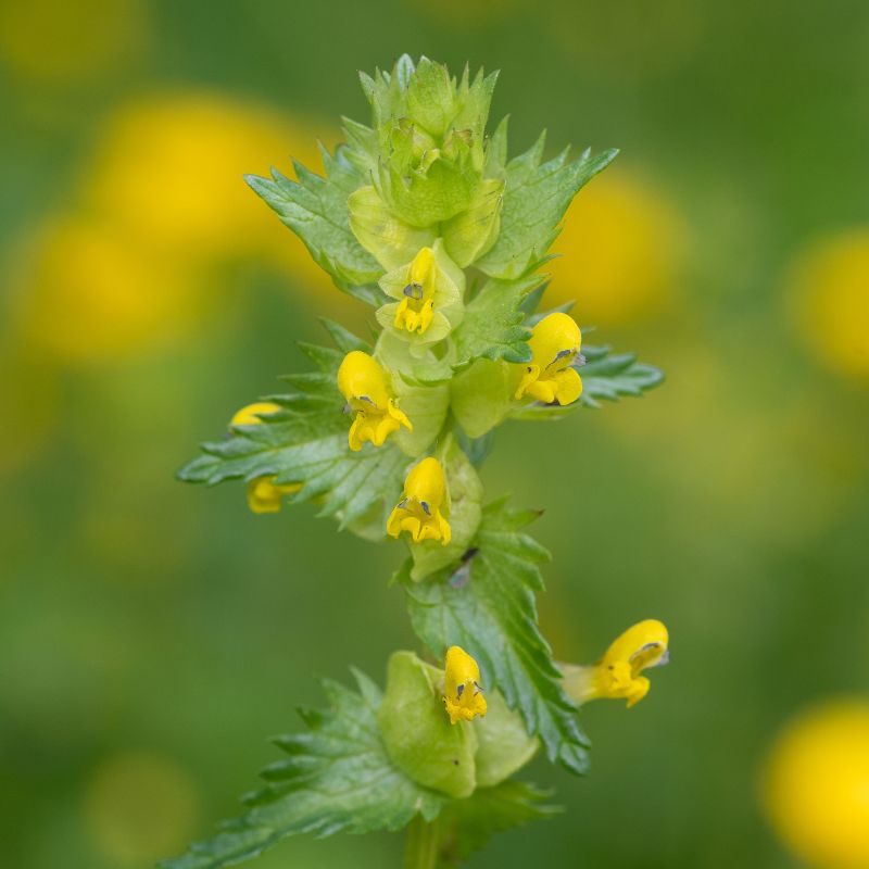 Yellow Rattle Native British Wildflower Plug Plants – Meadowmania UK