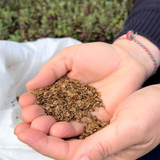 Yellow Rattle Seed (Rhinanthus Minor) | 2025 Harvest – Meadowmania UK