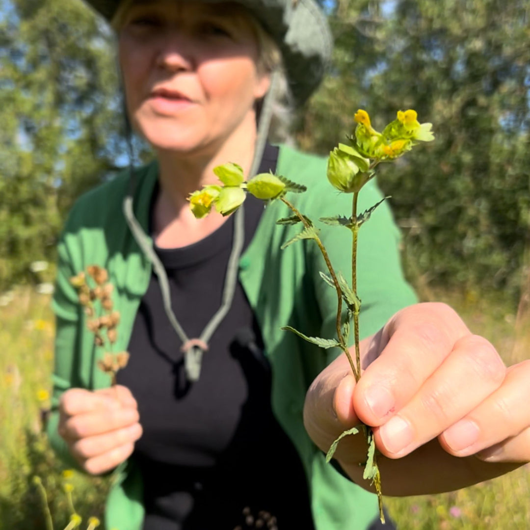 Yellow Rattle Seed (Rhinanthus Minor) | 2025 Harvest – Meadowmania UK