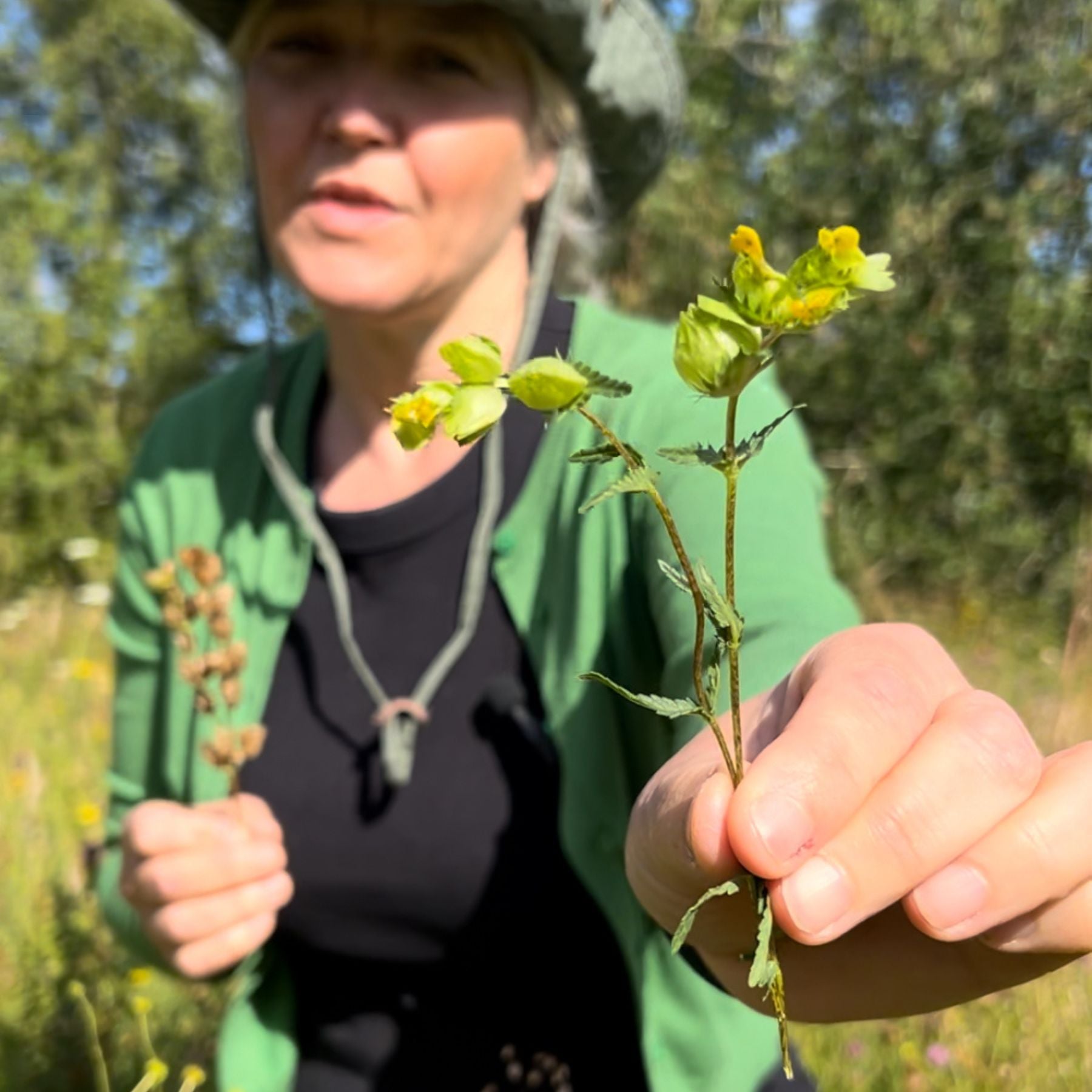 Yellow Rattle Seed (Rhinanthus Minor) | 2025 Harvest – Meadowmania UK