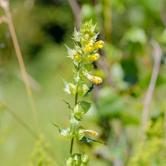 Yellow Rattle Seed (Rhinanthus Minor) | 2025 Harvest – Meadowmania UK