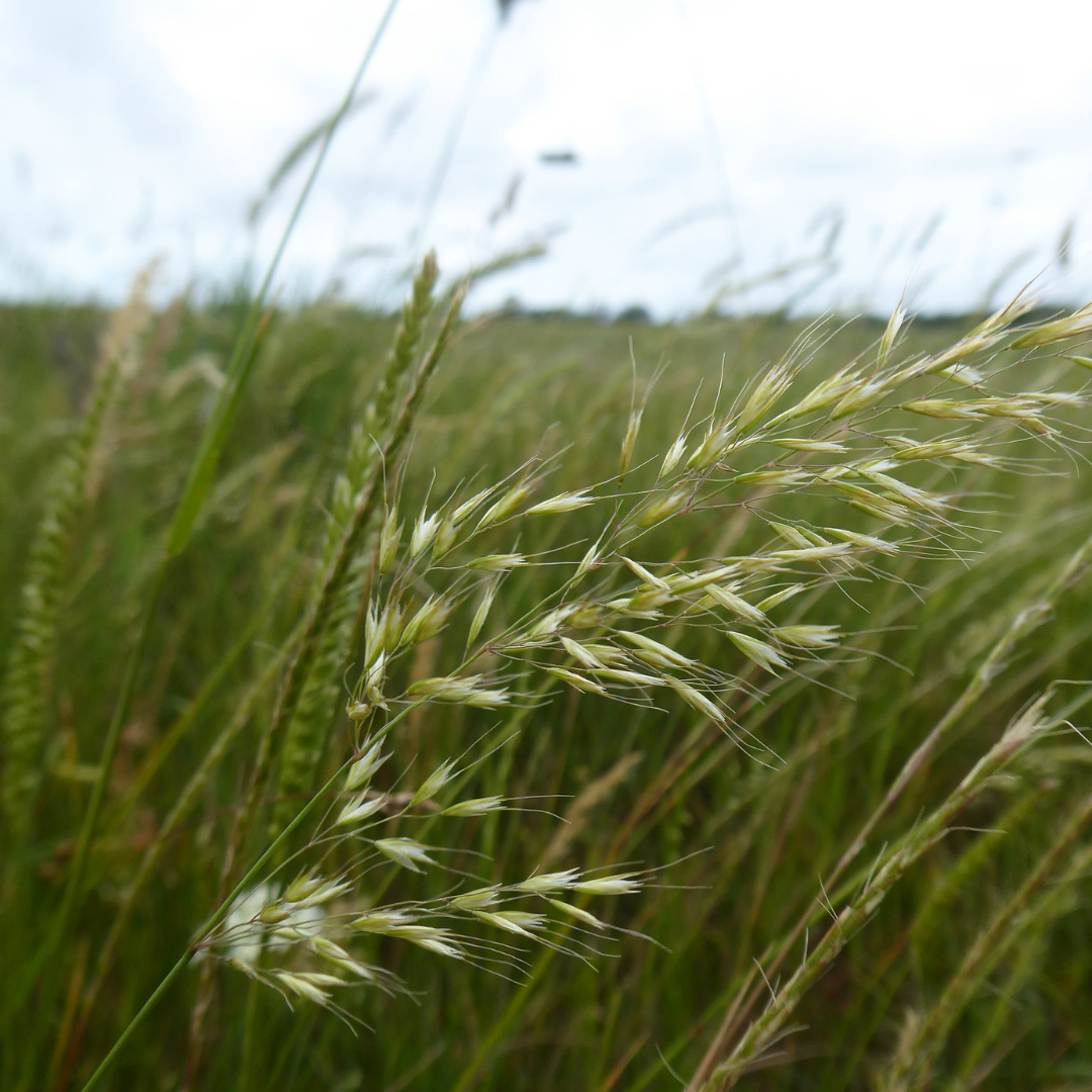 yellow oat grass in a meadow