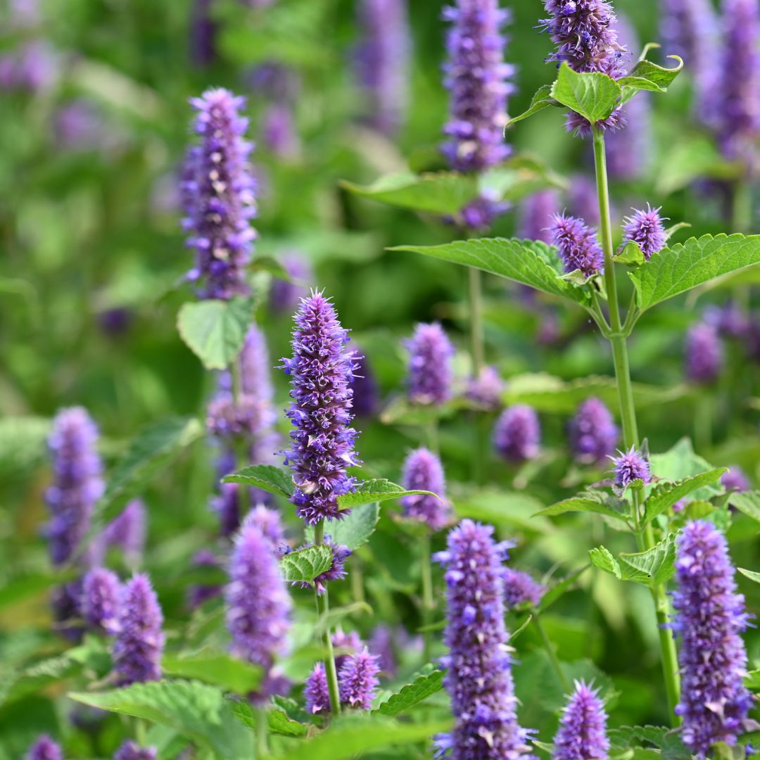 Anise Hyssop Plug Plants | Agastache anethiodora