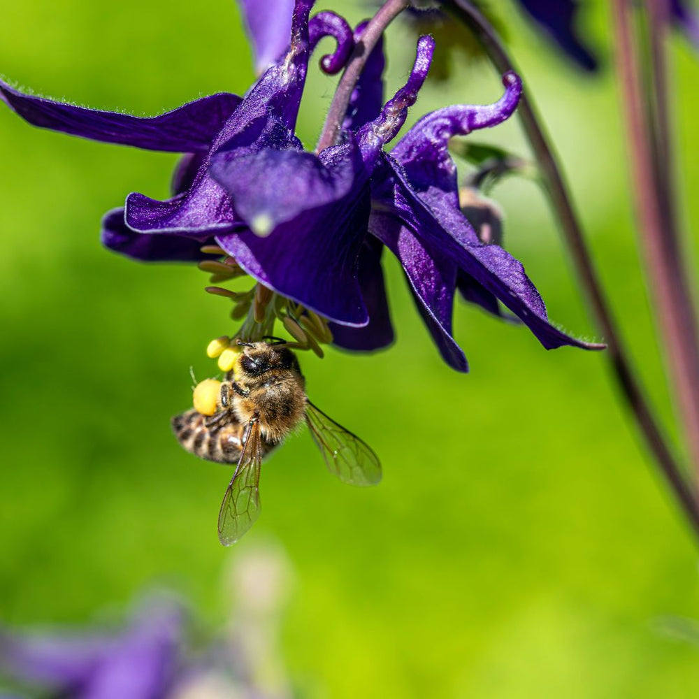 Bee on a purple columbine flower with a green blurred background