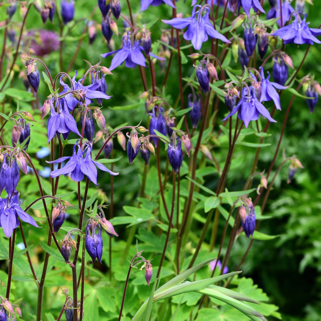 Purple columbine flowers with green leaves on a blurred green background