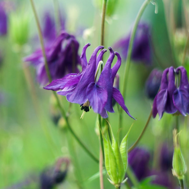 Close-up of a columbine flower with a blurred green background