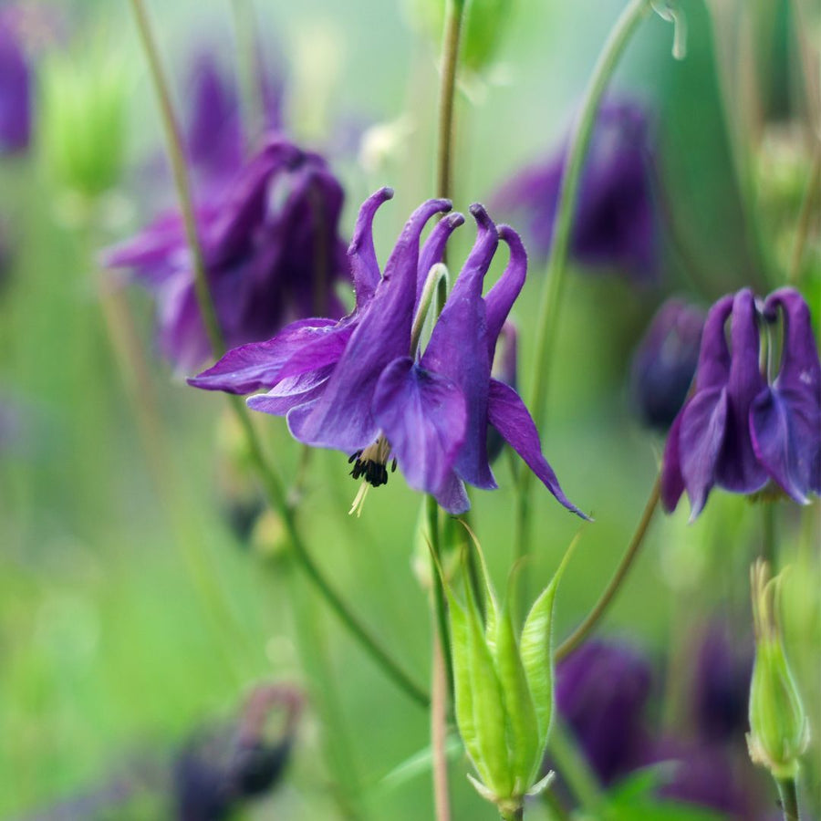 Close-up of a columbine flower with a blurred green background