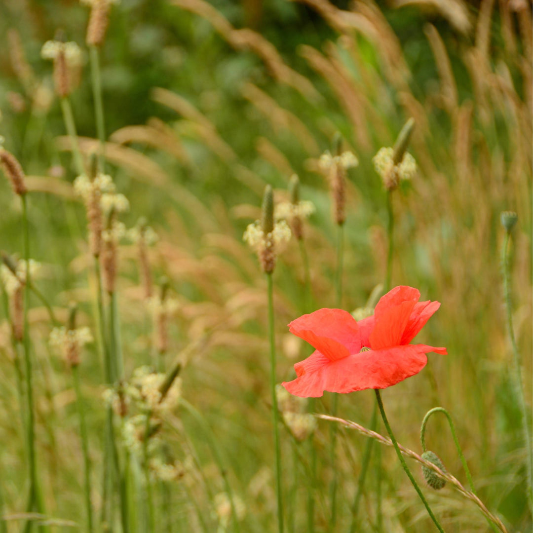 Grass, Herbs & Wildflower Basic Mix