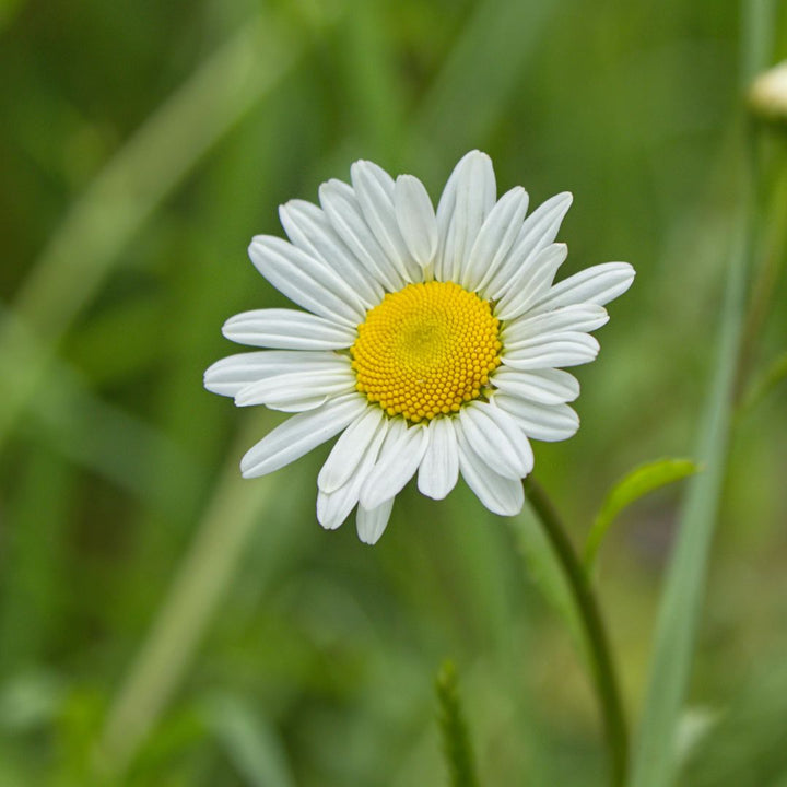 Common Daisy Plug Plants | Bellis perennis