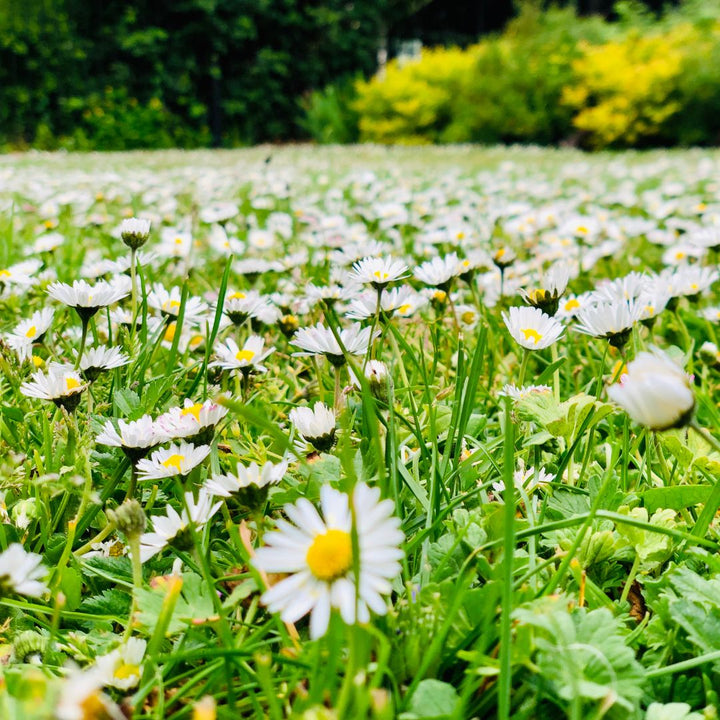 Common Daisy Plug Plants | Bellis perennis