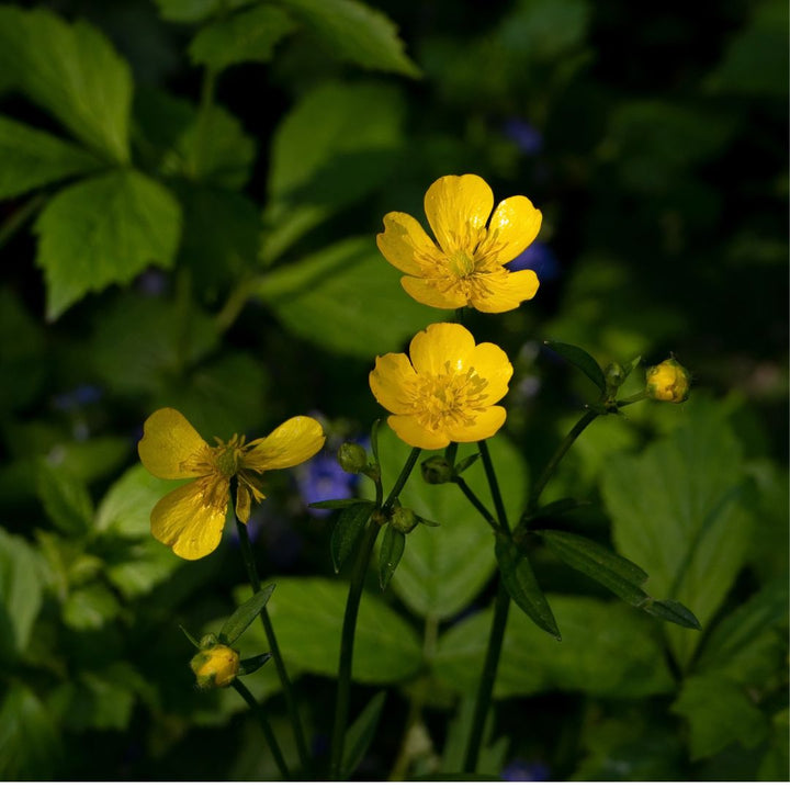 Bulbous Buttercup Plug Plants | Ranunculus bulbosus