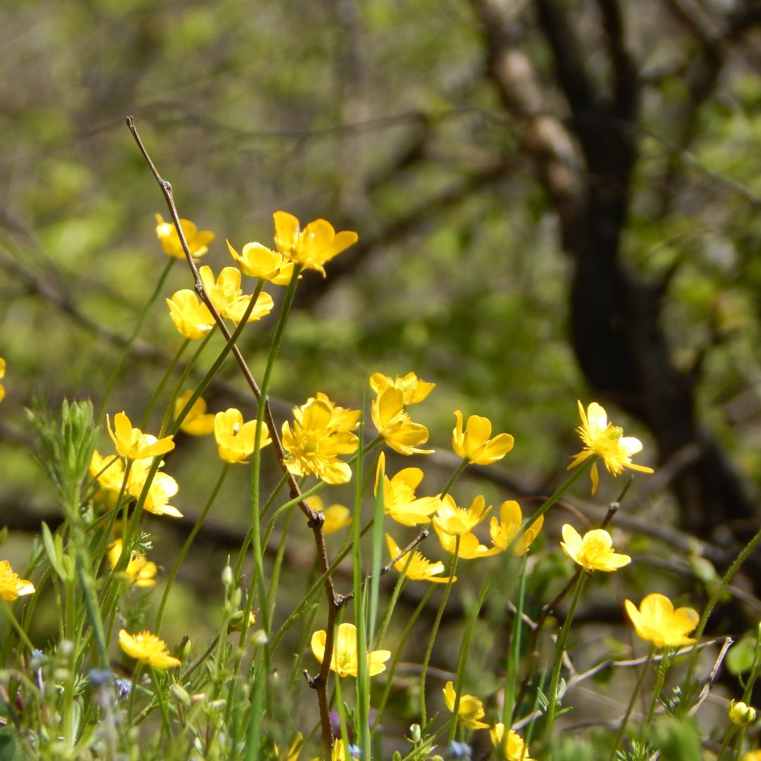 Bulbous Buttercup Plug Plants | Ranunculus bulbosus
